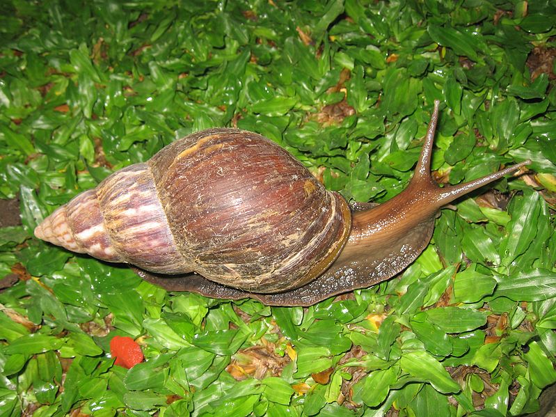 Agaatslak