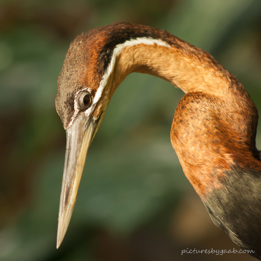 Afrikaanse Slangenhalsvogel