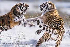 Siberische tijger