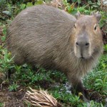 Capibara