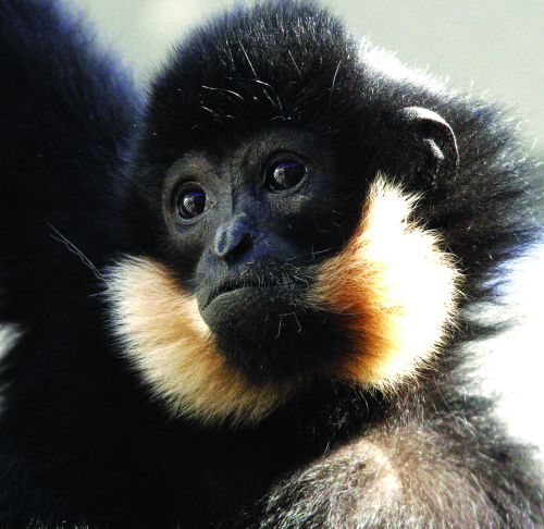 Goudwanggibbon