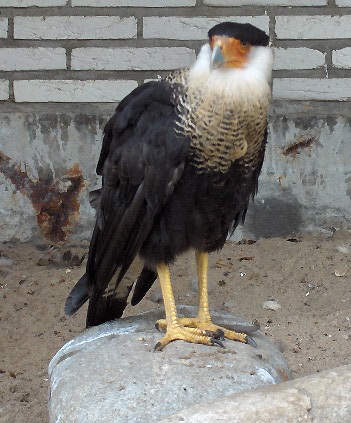 Kuifcaracara