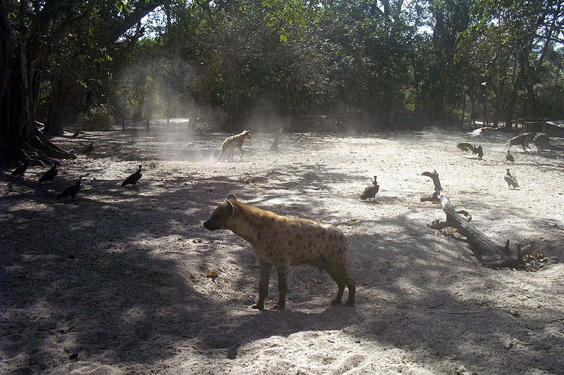 Gevlekte Hyena