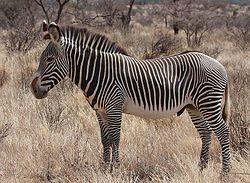 Grevy zebra