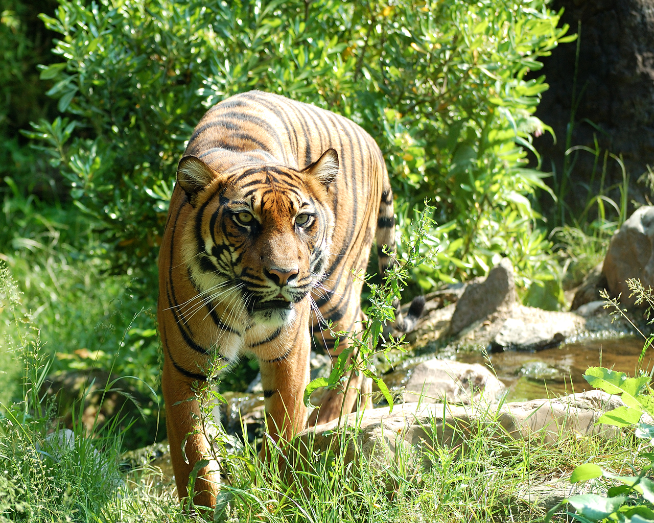 Sumatraanse tijger