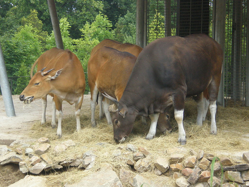 Banteng