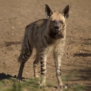 Gestreepte Hyena