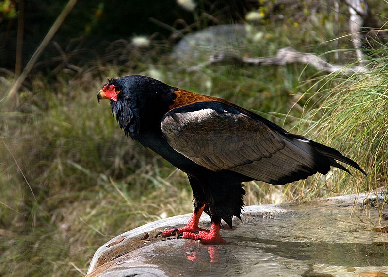 Bateleur