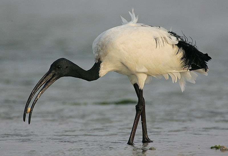 Heilige Ibis