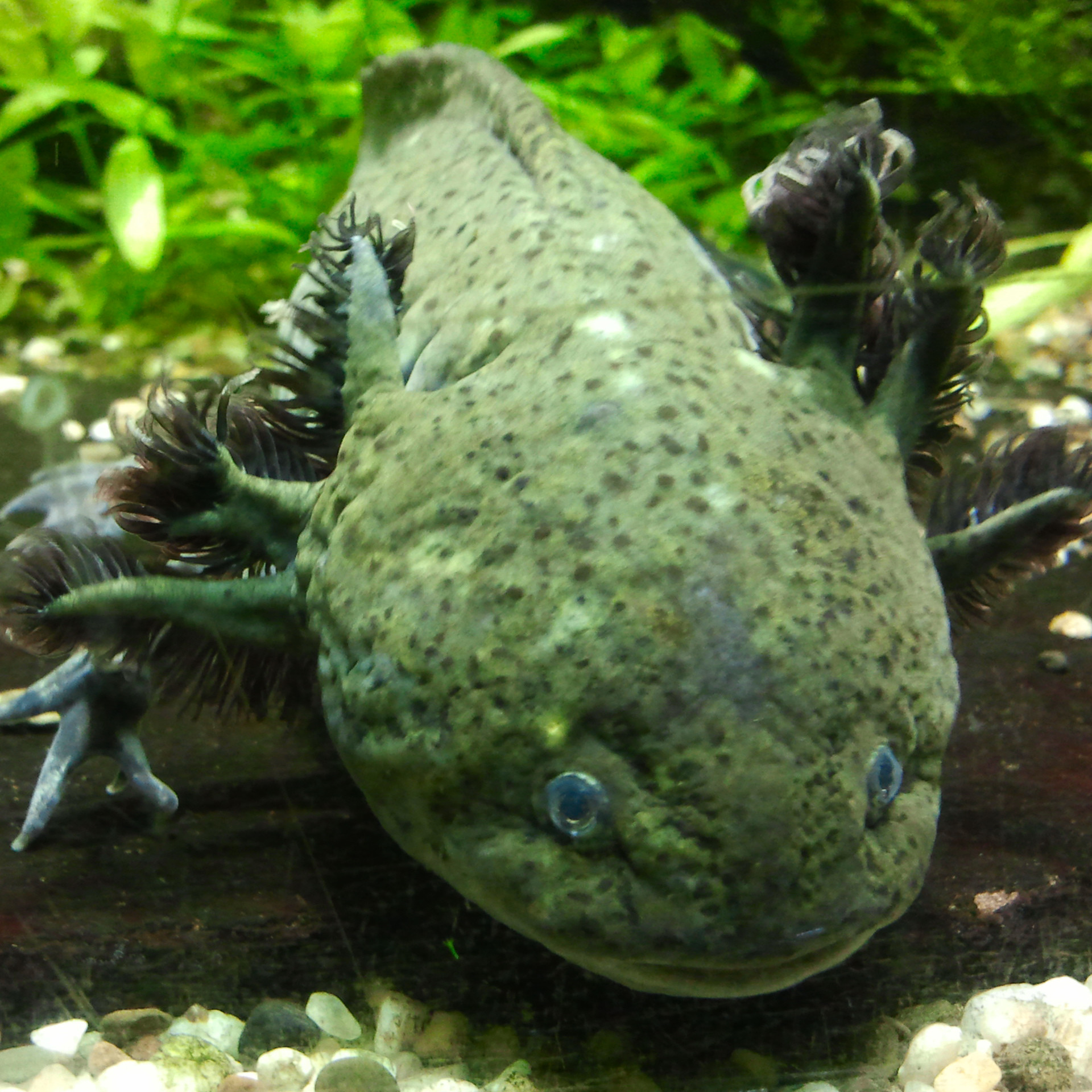 Axolotl