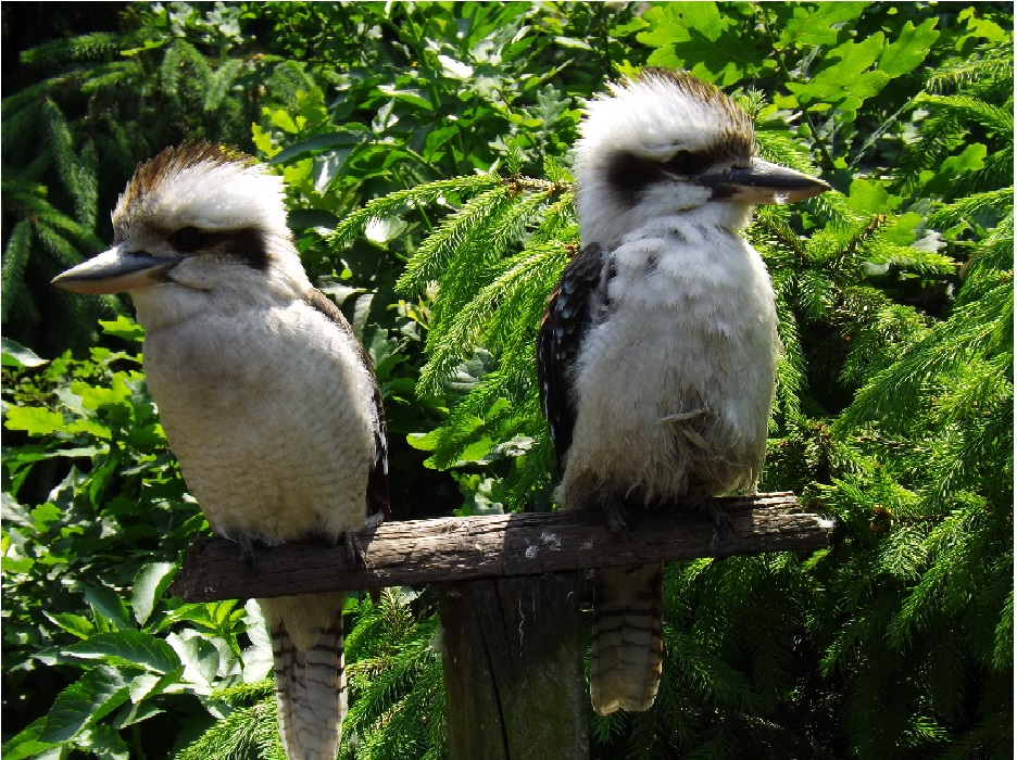 Kookaburra