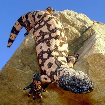 Gilamonster