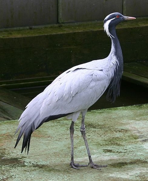 Jufferkraanvogel