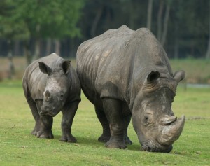 Zuidelijke Witte Neushoorn