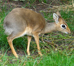 Kirks Dik-Dik