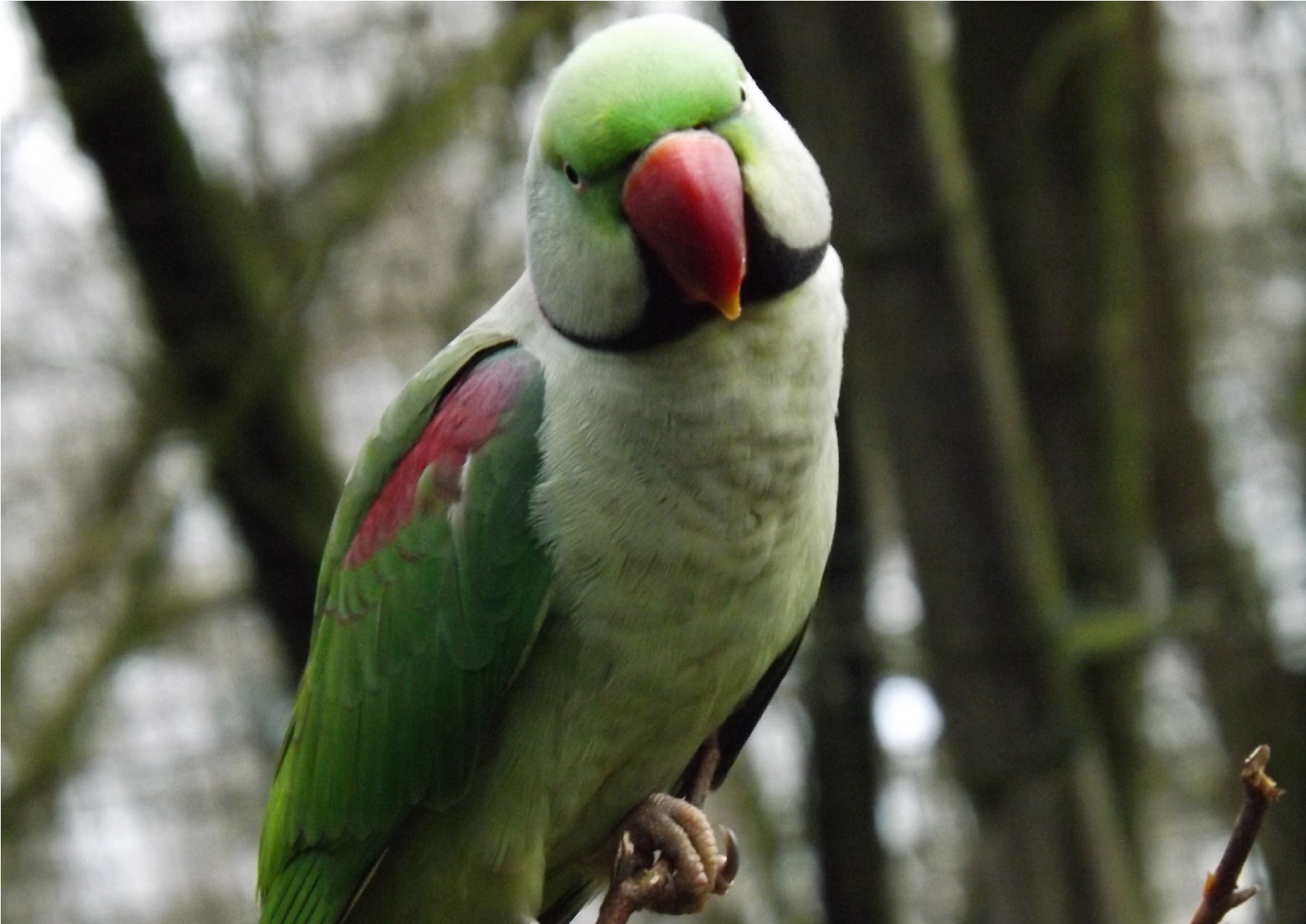 Grote Alexanderparkiet