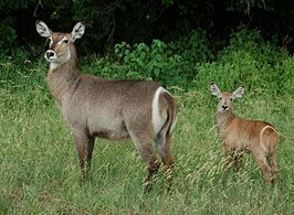 Ellipswaterbok