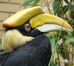 Dubbelhoornige neushoornvogel