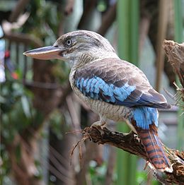 Blauwvleugelkookaburra