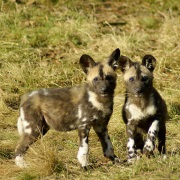 Afrikaanse Wilde Hond