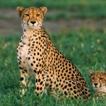 Cheeta