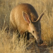 Aardvarken