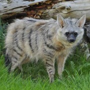 Aardwolf