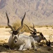 Addax