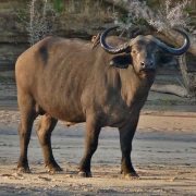 Afrikaanse Buffel