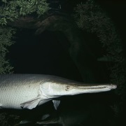 Alligatorsnoek