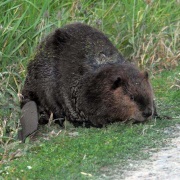 Amerikaanse Bever