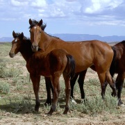 Amerikaanse Mustang