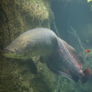 Arapaima