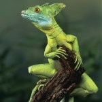 Groene Basilisk