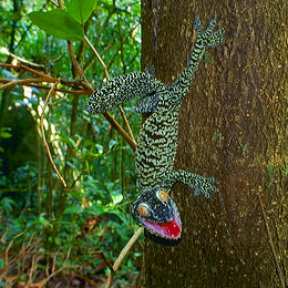 Reuzenbladstaartgekko