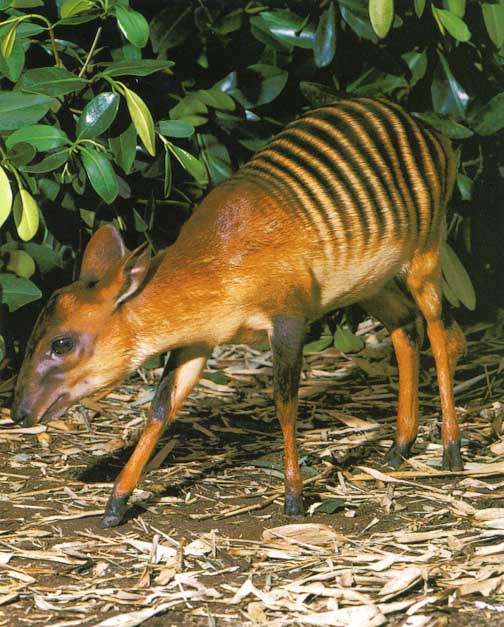 Zebraduiker