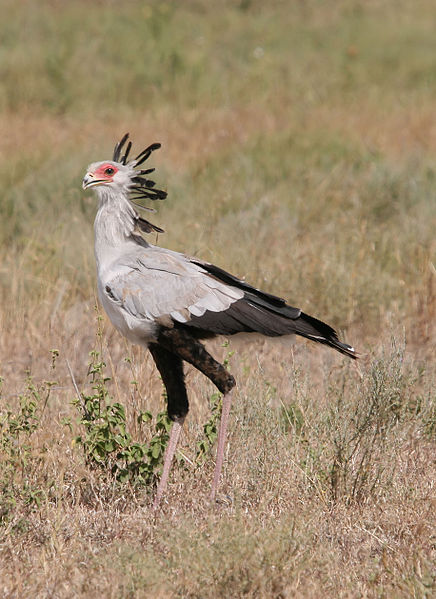 Secretarisvogel