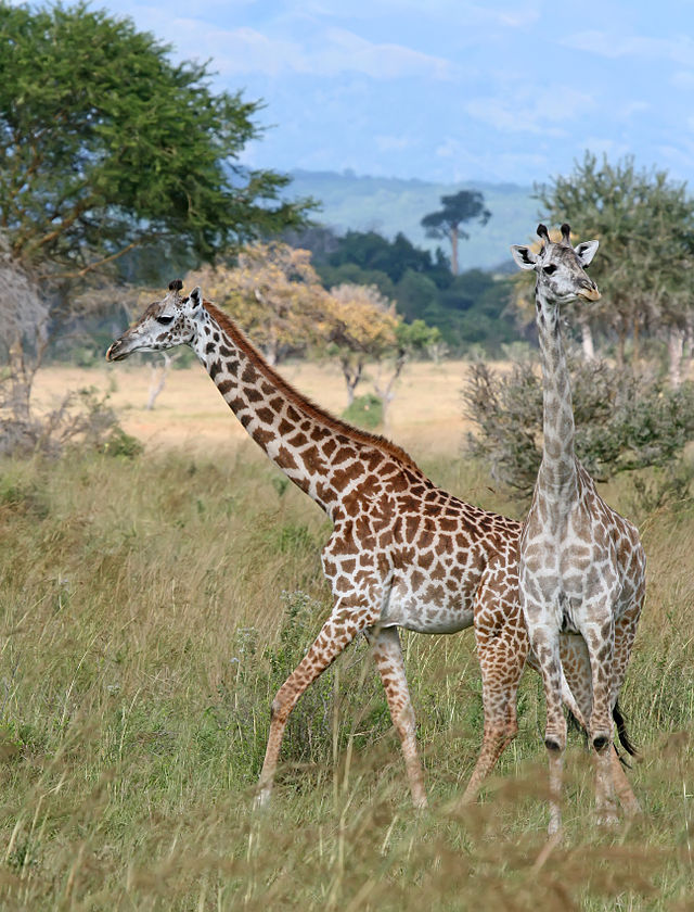 Massaigiraffe